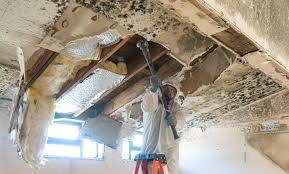 Best Mold Damage Restoration in North Bend, WA